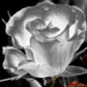 Meet your Posher, White_rxses